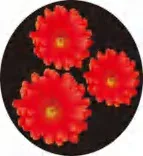 Gobo 1385