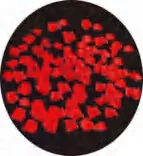Gobo 1397