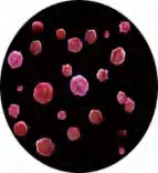 Gobo 1421