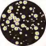 Gobo 1424
