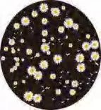 Gobo 1425