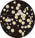 Gobo 1426