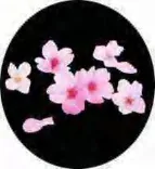 Gobo 1445