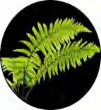 Gobo 1451