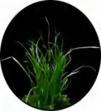 Gobo 1452