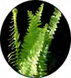 Gobo 1455