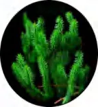 Gobo 1456