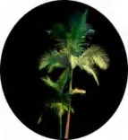 Gobo 1459