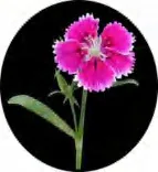 Gobo 1460