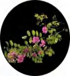 Gobo 1463