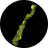 Gobo 1464