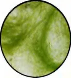 Gobo 1465