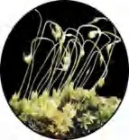 Gobo 1467