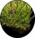 Gobo 1468