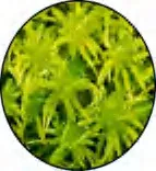 Gobo 1469