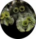 Gobo 1470