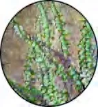 Gobo 1471