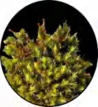 Gobo 1472