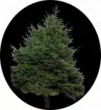 Gobo 1475