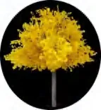 Gobo 1476