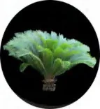 Gobo 1477