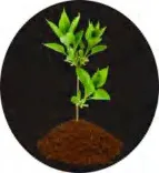 Gobo 1501
