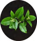 Gobo 1508