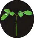 Gobo 1509