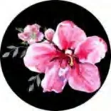 Gobo 1513