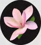 Gobo 1518