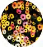 Gobo 1519