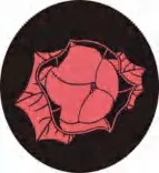Gobo 1526
