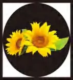 Gobo 1536