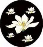 Gobo 1540