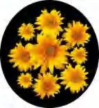 Gobo 1548
