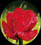 Gobo 1554