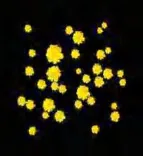 Gobo 1570
