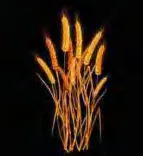 Gobo 1571