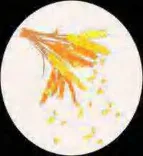 Gobo 1574