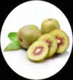 Gobo 1580
