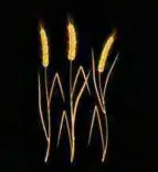 Gobo 1596