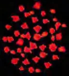 Gobo 1599