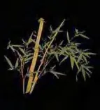 Gobo 1612
