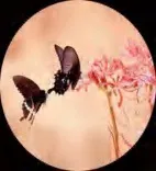 Gobo 1688