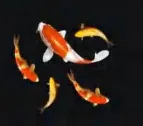 Gobo 1890