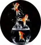 Gobo 1897