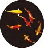 Gobo 1899
