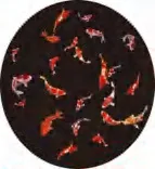 Gobo 1900
