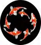 Gobo 1903