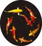 Gobo 1908